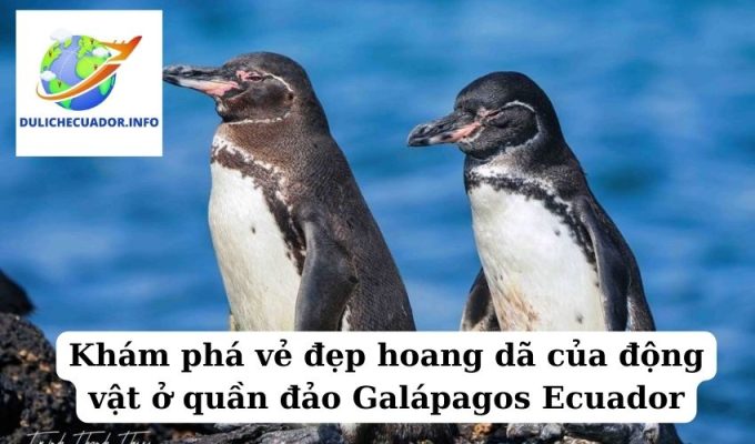 Khám phá vẻ đẹp hoang dã của động vật ở quần đảo Galápagos Ecuador